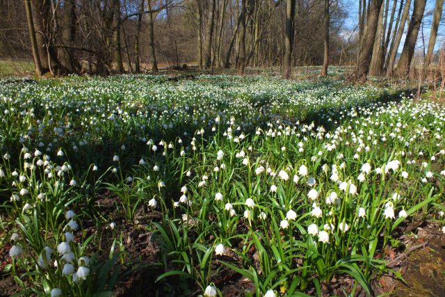 Bledule u Trojhory | foto: Eva Bucharová,  Český rozhlas