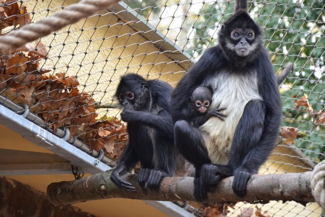Chápani středoameričtí mexičtí v děčínské zoo | foto: Zoo Děčín