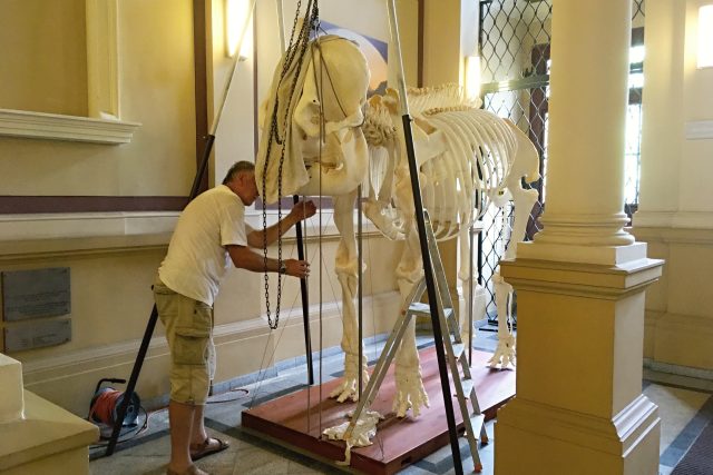 Pracovníci muzea města Ústí nad Labem dokončují práce na kostře slonice Kaly  | foto: Gabriela Hauptvogelová,  Český rozhlas