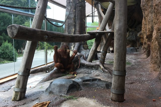 Orangutani žijí v ústecké zoo v nevyhovujících podmínkách | foto: Gabriela Hauptvogelová,  Český rozhlas