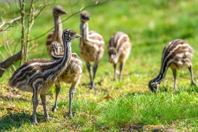 Emu hnědý | foto: Petr Hamerník ,  ZOO Praha