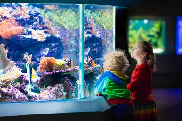 Děti u akvária v zoo  (ilustr. obr.) | foto: Profimedia