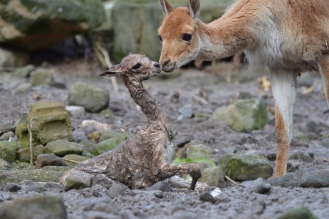 Lama vikuňa porodila mládě před zraky návštěvníků děčínské zoo | foto: Zoo Děčín