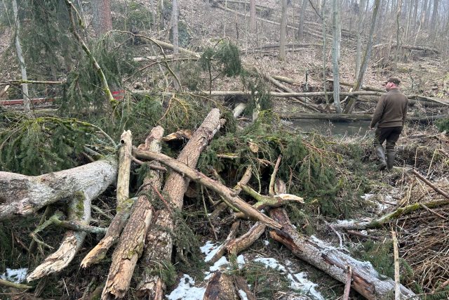 Intenzivní vyklízení popadaných stromů z Bobří soutěsky začíná | foto: Lucie Heyzlová,  Český rozhlas