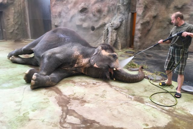 Delhi,  poslední slonice v ústecké zoo  (ilustr. obr.) | foto: Gabriela Hauptvogelová,  Český rozhlas