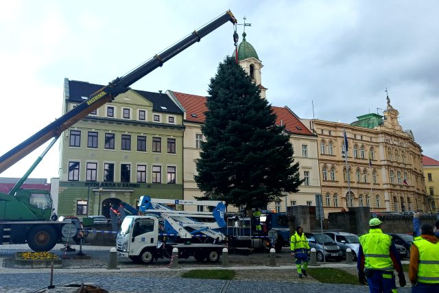 Jedle pro Teplice | foto: Jana Vitásková,  Český rozhlas