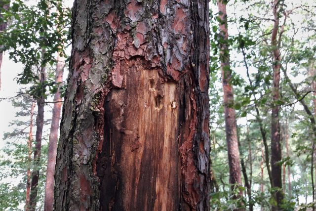 Uschlý strom v lese  (ilustr. foto) | foto: Martina Klímová,  Český rozhlas