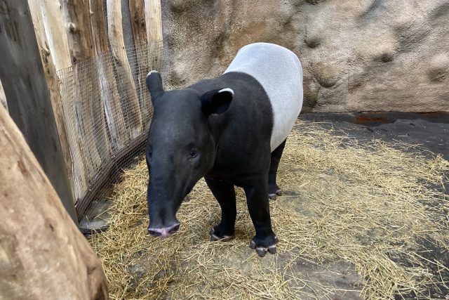 tapír čabrakový v ústecké zoo  | foto: Gabriela Hauptvogelová,  Český rozhlas