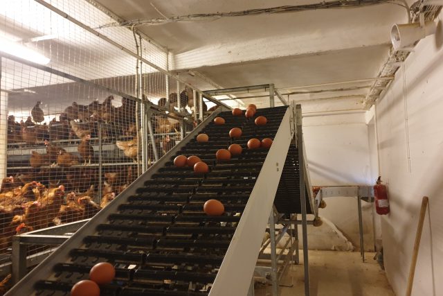Na rodinné farmě na Kolínsku slepice snesou 10 tisíc vajec denně | foto: Michal Trnka,  Český rozhlas