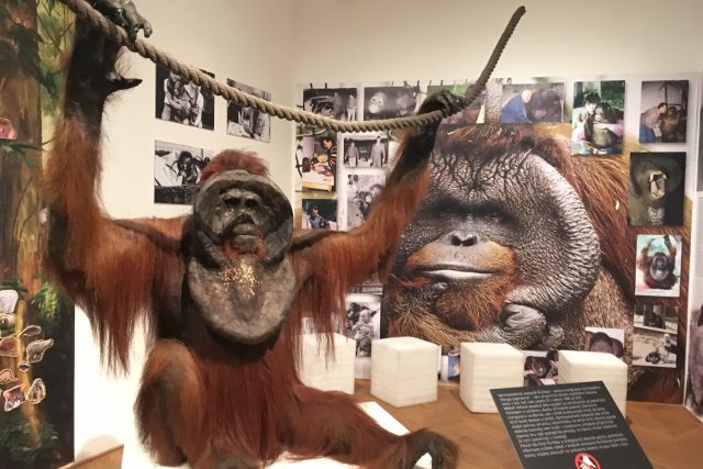 Preparovaná kůže orangutana Ňuňáka v ústeckém muzeu | foto: Lucie Valášková