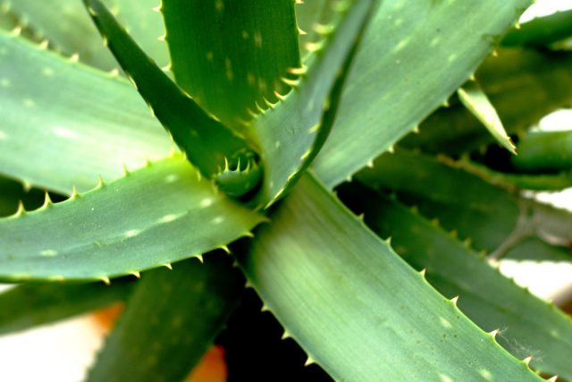 Aloe vera | foto: Fotobanka Pixabay