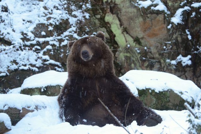 Medvěd Bruno v děčínské zoo | foto: Zoo Děčín