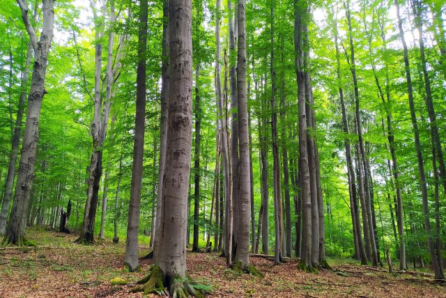 Bučina  (ilustr. foto) | foto: Kateřina Dobrovolná,  Český rozhlas