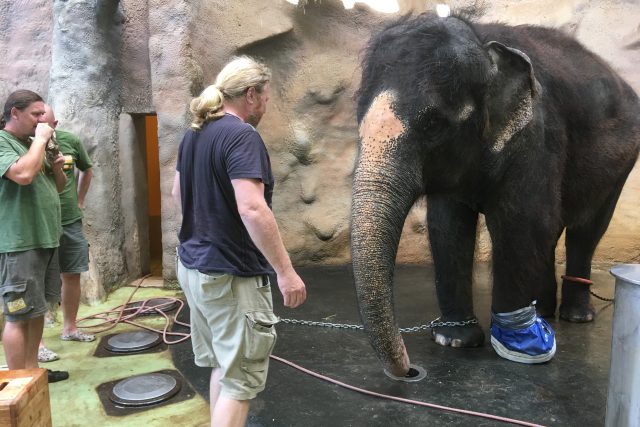 Slonice Kala ze zoo v Ústí nad Labem se zotavuje po operaci nohy | foto: Gabriela Hauptvogelová,  Český rozhlas