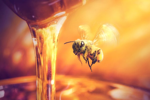 Včela a med  (ilustr. foto) | foto: Shutterstock
