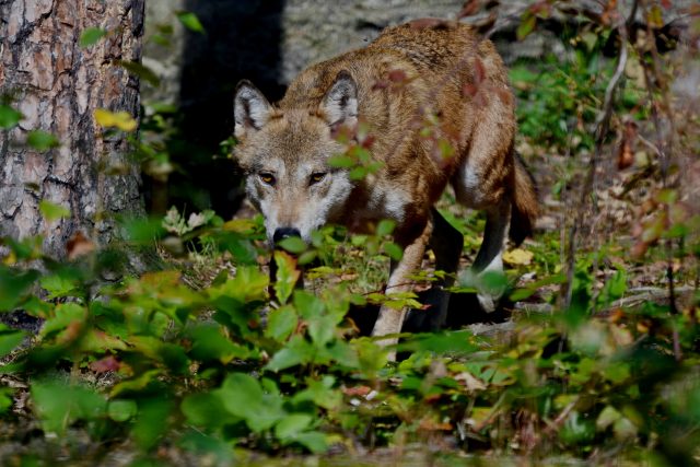Děčínská zoo opět začala chovat vlky eurasijské | foto: Zoo Děčín
