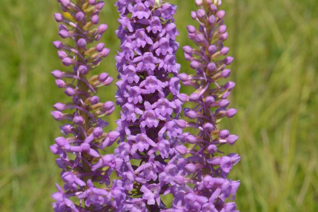 Pětiprstka hustokvětá | foto:  Český svaz ochránců přírody,  Český svaz ochránců přírody