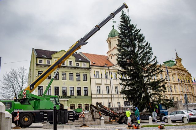 První vánoční strom do Teplic,  na náměstí Svobody,  přijel z Cínovce | foto: Jana Vitásková,  Český rozhlas