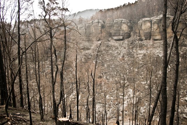 České Švýcarsko několik měsíců po požáru | foto: Vít Pohanka,  Český rozhlas