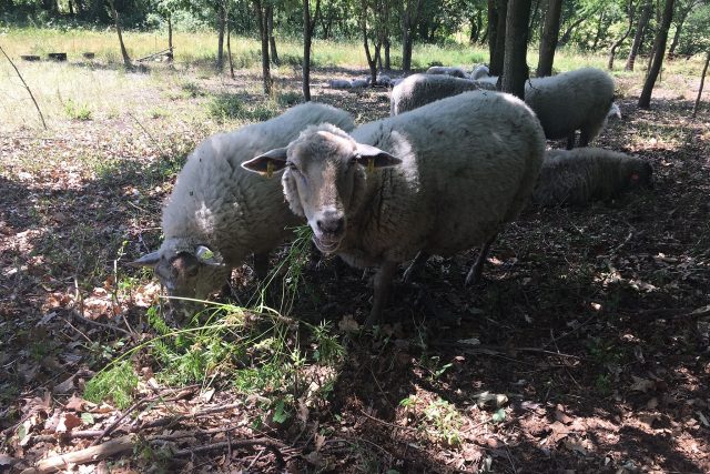 Stáda ovcí spásají těžko přístupný terén pod Košťálovem. Pomáhají tak chránit kavyly a koniklece | foto: Lucie Heyzlová,  Český rozhlas