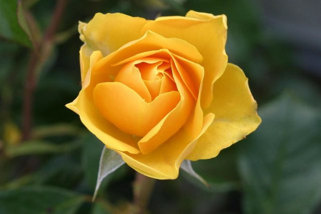 Růže | foto: Fotobanka Pixabay