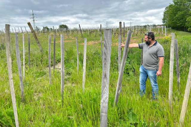 Vinaři na Litoměřicku staví kolem vinohradů ploty | foto: Lucie Heyzlová,  Český rozhlas
