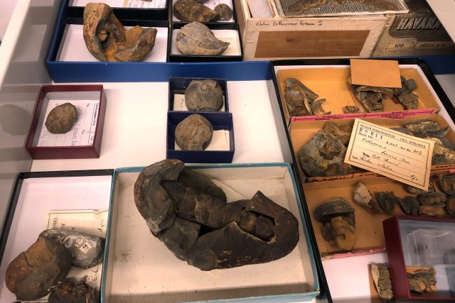 Čeští paleontologové odhalují řadu zapomenutých příběhů | foto: Regina Květoňová,  Český rozhlas