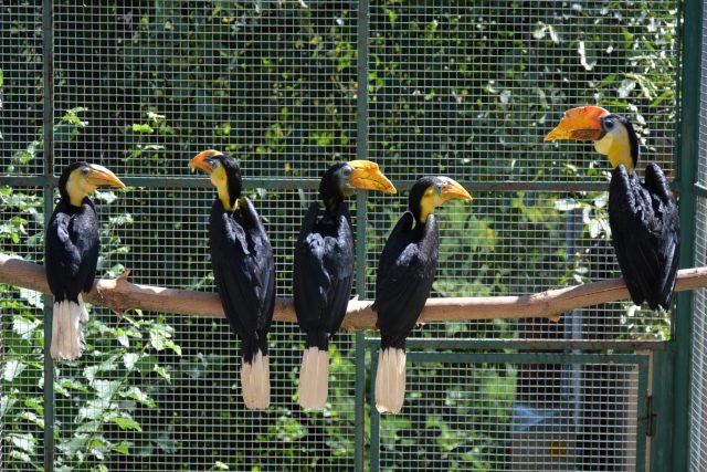 Ke zvířatům chovaným v ústecké zoo patří i zoborožci vrásčití | foto: Ingrid Veselá Volfová,  Zoo Ústí nad Labem