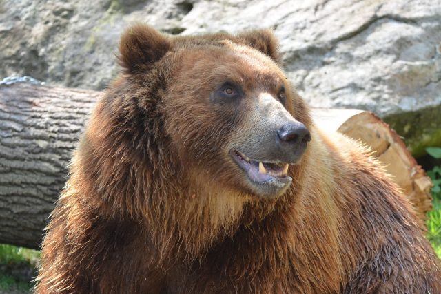 Medvěd kamčatský Bruno ze zoo v Děčíně | foto: Zoo Děčín