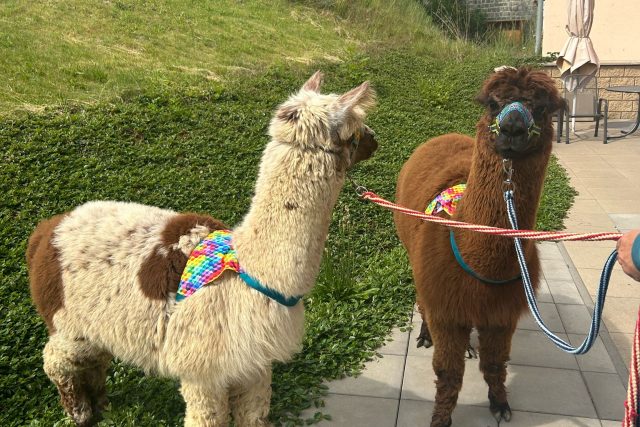 Lamy jako terapeuti v domově pro seniory v Koryčanech | foto: Leona Nevařilová,  Český rozhlas