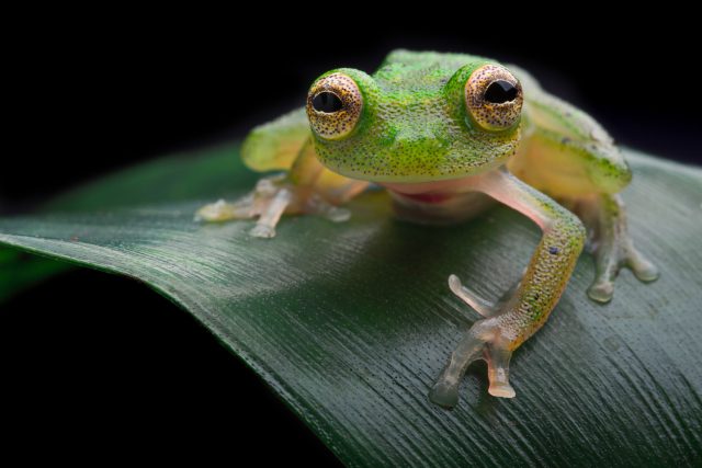 Amazonská žabka | foto: Shutterstock