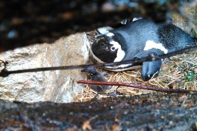 Mládě tučňáků brýlových | foto: Lukáš Ševcovic,  Zoo Ústí nad Labem