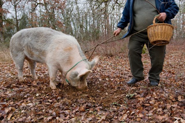 Ke hledání lanýžů se využívají prasata i psi | foto: Shutterstock