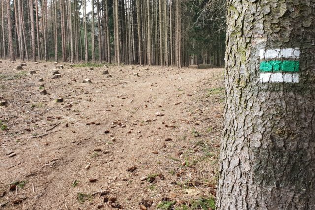 Turistické značky v pokáceném lese  (ilustr. obr.) | foto: Daniel Zach,  Český rozhlas