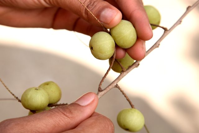 Plodům stromu amla se říká indický angrešt | foto: Profimedia