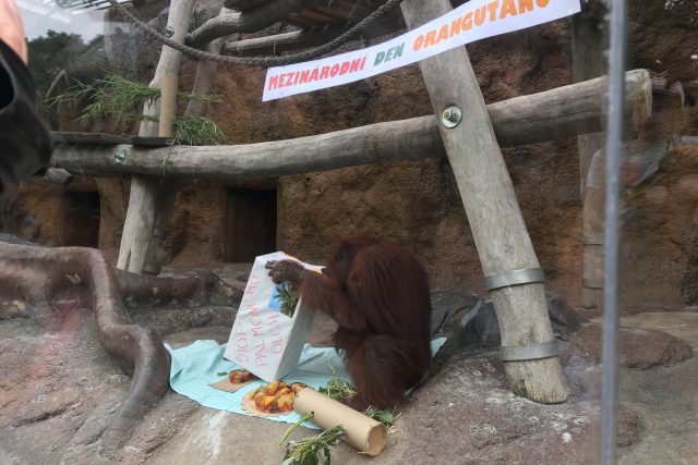 Ústečtí orangutani dostali na oslavě želatinový dort s ovocem | foto: Gabriela Hauptvogelová,  Český rozhlas