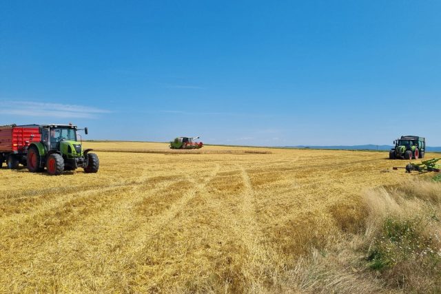 Sklizeň obilí  (ilustr. foto) | foto: Radka Těšíková,  Český rozhlas