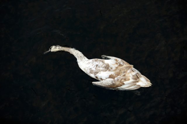 Mrtvá labuť,  ptačí chřipka | foto: Marie Stránská,  MAFRA / Profimedia