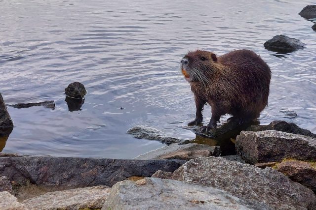 Nutrie říční | foto: Klára Škodová,  Český rozhlas