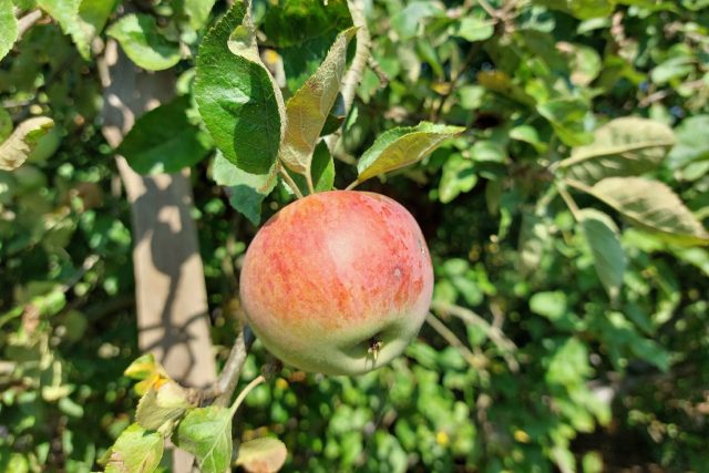 Zralé jablka poznáme podle tří hlavních znaků | foto: Irena Šarounová,  Český rozhlas