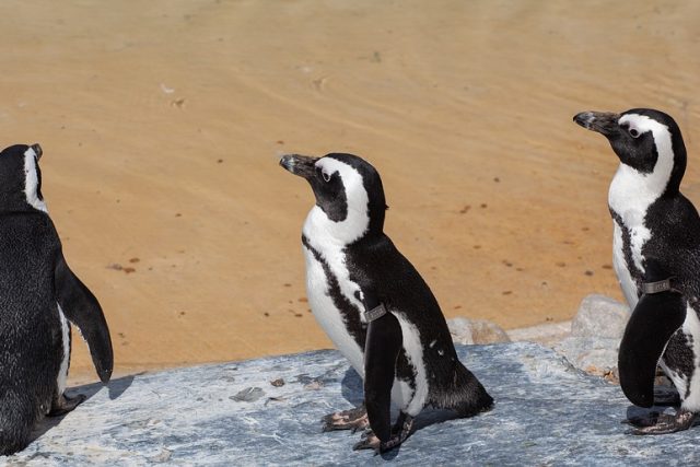 Tučňáci brýloví | foto: Pixabay