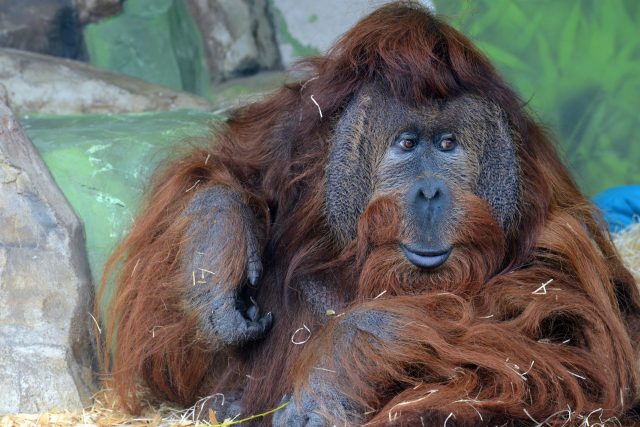 Orangutan Ferda v ústecké zoo | foto: Profimedia