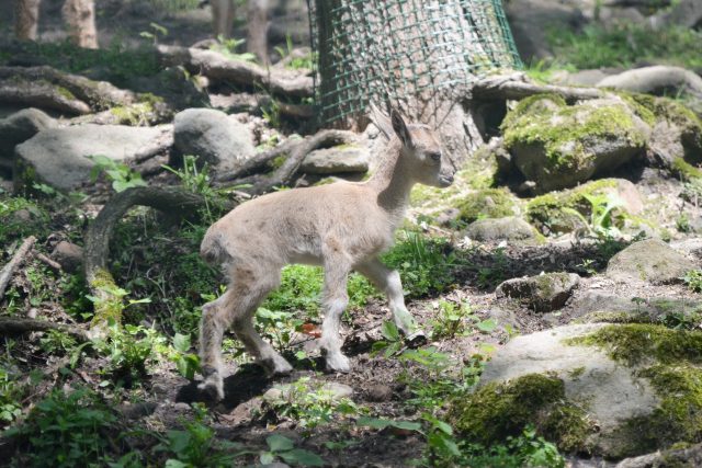 Koza šrouborohá - mládě | foto: Zoo Děčín