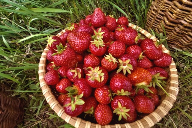 Jahody | foto: Vladislava Wildová,  Český rozhlas