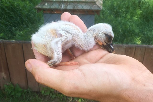 Záchranná stanice  (ilustr. obr.) | foto: Václav Plecháček,  Český rozhlas