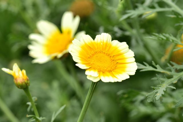 Zlateň věncovitá neboli chryzantéma jedlá | foto: Shutterstock