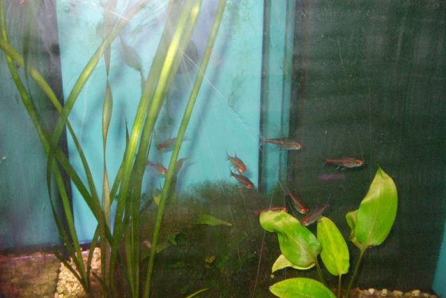 Rybičky - osázené akvárium | foto: Stanislava Brádlová,  Český rozhlas