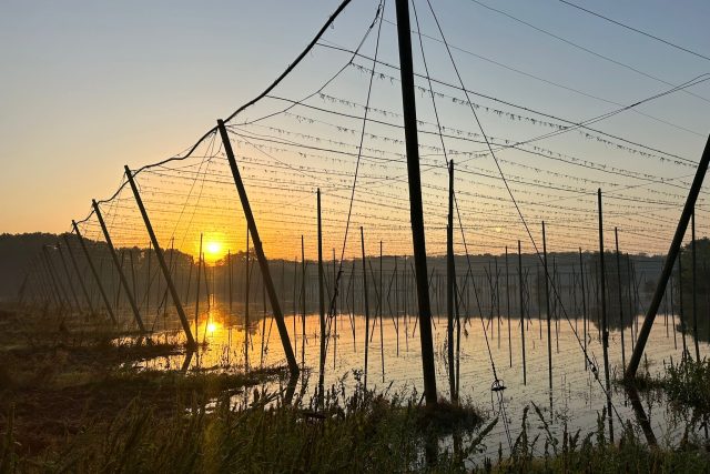 Vědomice 18. září 2024 | foto: Lucie Heyzlová,  Český rozhlas