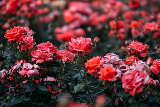 V Česku můžeme nalézt až 14 druhů růží | foto: insung yoon,  Unsplash,  Licence Unsplash