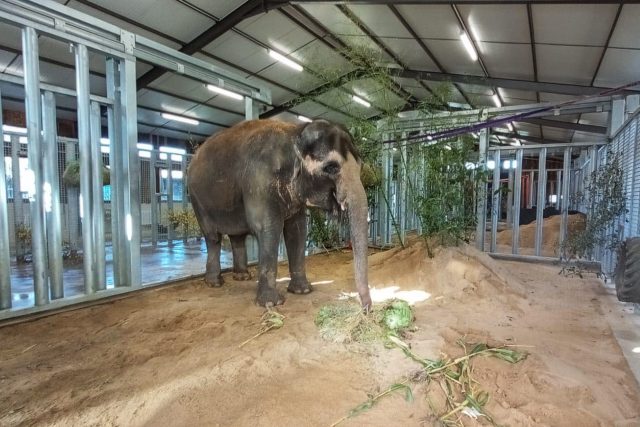 Slonice Delhi ve francouzském zařízení Elephant Haven – European Elephant Sanctuary | foto: Jan Javůrek,  Zoo Ústí nad Labem